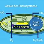 oxygene photosynthese1