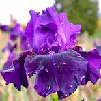 iris pflanzenfamilie3