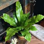 bird's nest fern5