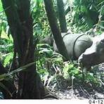 Berapa jumlah badak jawa di Taman Nasional Ujung Kulon?4