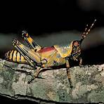 grasshopper insect wikipedia bahasa4