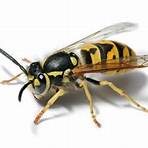 What insects mimic Yellowjackets?2
