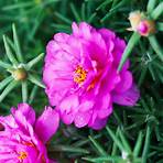 what is a moss rose plant family4