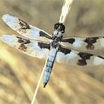 Dragonfly3