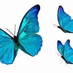 free images of butterflies4