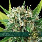 amnesia droge5
