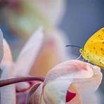 borboleta amarela clara significado1
