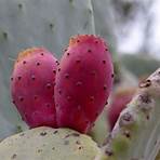 cacti of the sonoran desert1
