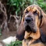 bloodhound haltung2