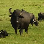 população de buffalo1