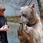 russische bären4