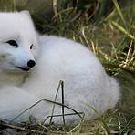 arctic fox for kids2