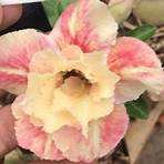 flor do deserto wikipedia4