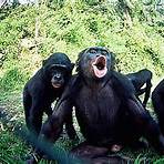 bonobos monkeys2
