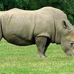 rinoceronte2
