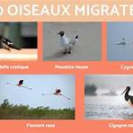 migrateurs3