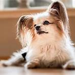 curva de crescimento papillon cachorro5