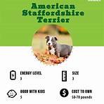 american staffordshire terrier preço1