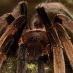goliath birdeater tarantula3