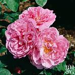 wikipedia the free encyclopedia english rose garden2