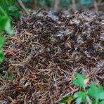 Ameisen – Die Rache der schwarzen Königin4