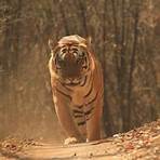 bengal tiger habitat4