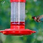 hummingbird feeder2
