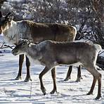 imágenes de animales de tundra3