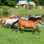 shire horse und falabella1