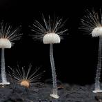 5 especies del reino fungi2