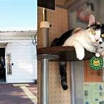 和歌山電鐵大人氣貓咪站長1