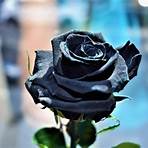 Black Rose1