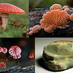 características do reino fungi5
