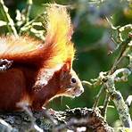 The Red Squirrel5