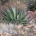 cacti of the sonoran desert5
