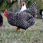 barred plymouth rock chickens info4