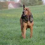 bloodhound züchter1