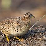 bottom quails in the wild3