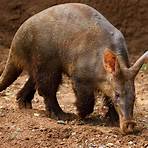 Do aardvarks have good hearing?4