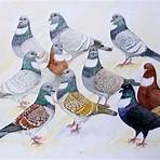 cauchois pigeon3