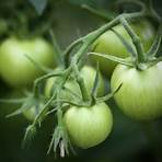 grüne tomaten einlegen statt wegwerfen5