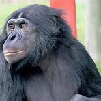 Bonobo5