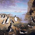 great auk facts3
