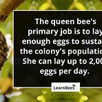 Queen Bee2