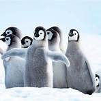 penguin group is called what name1
