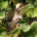 mourning dove pictures3