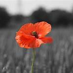 remembrance day poppy5