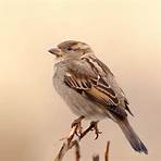 how shall a sparrow fly lyrics1