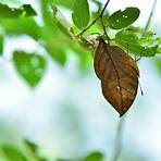 dead leaf butterfly disguise2