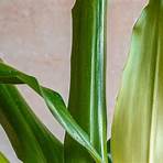 uncyclopedia corn plant1